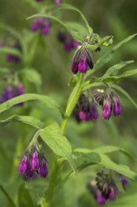 Why Is comfrey good for me?