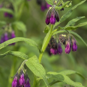 Herbs That Aid Muscle Pain, Recovery, Detoxification | The Benefits Of Burdock Root,Comfrey