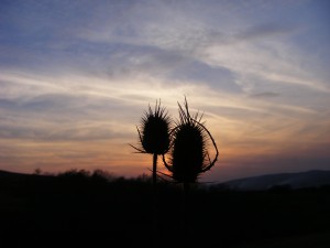 Why is Burdock Root good for me?