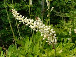 Is Black Cohosh Good For Me?| 7 Benefits Of Black Cohosh